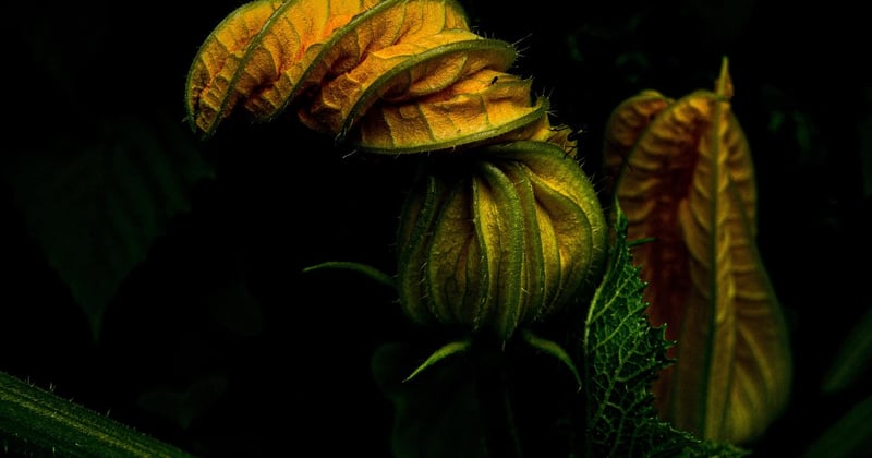 Comment réduire sa consommation d'eau au jardin zéro déchet
