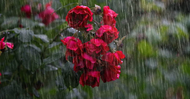Comment dimensionner votre jardin de pluie sans vous tromper