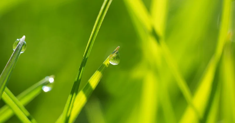 Récupérer l'eau de pluie sans rien acheter (ou presque)