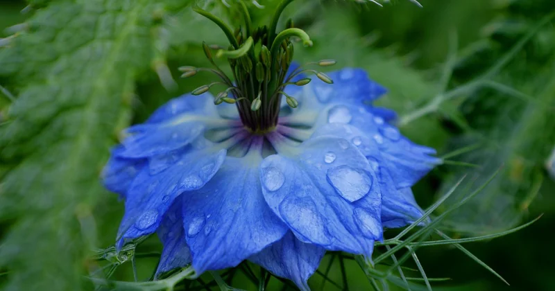 Quelles plantes pour un jardin de pluie résilient